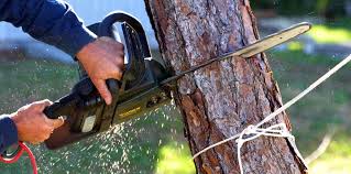 Best Emergency Tree Removal  in Shreveport, LA