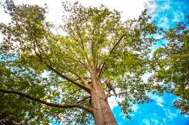 Best Tree Removal  in Shreveport, LA