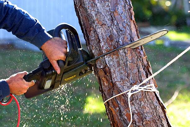 How Our Tree Care Process Works  in  Shreveport, LA