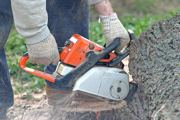 Best Stump Grinding and Removal  in Shreveport, LA