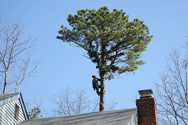 Best Tree Maintenance Programs  in Shreveport, LA